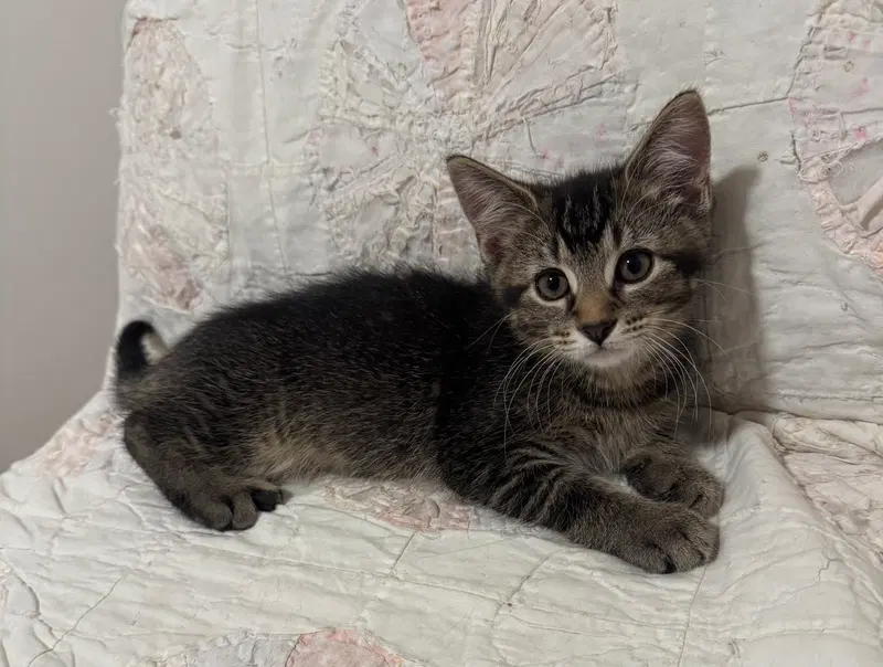 Dale, a male kitten up for adoption