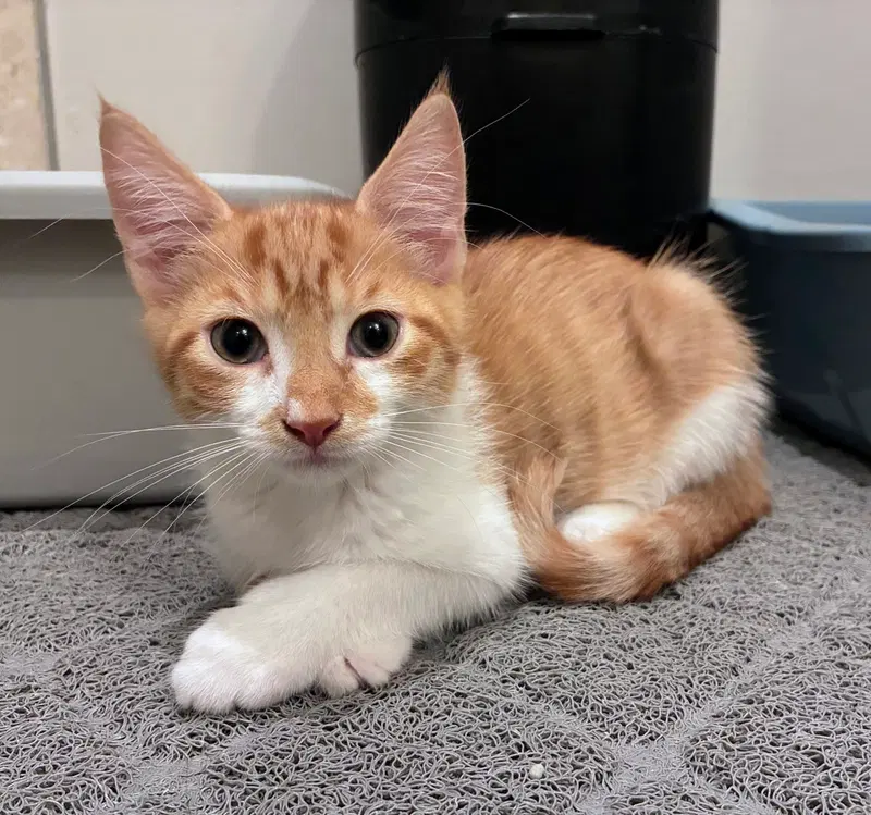 Giacomo, a male kitten up for adoption