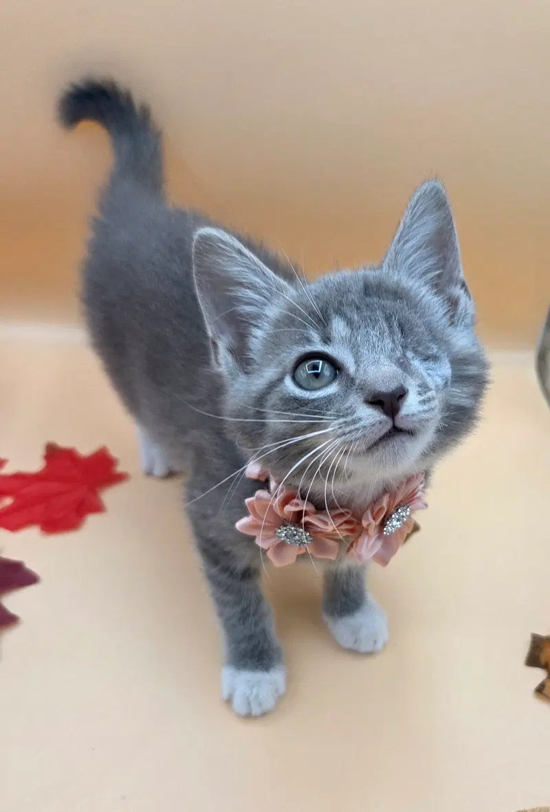 Maggie, a female kitten up for adoption
