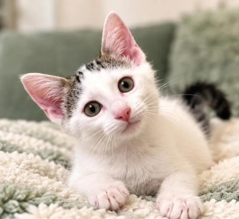 Fable, a female cat up for adoption