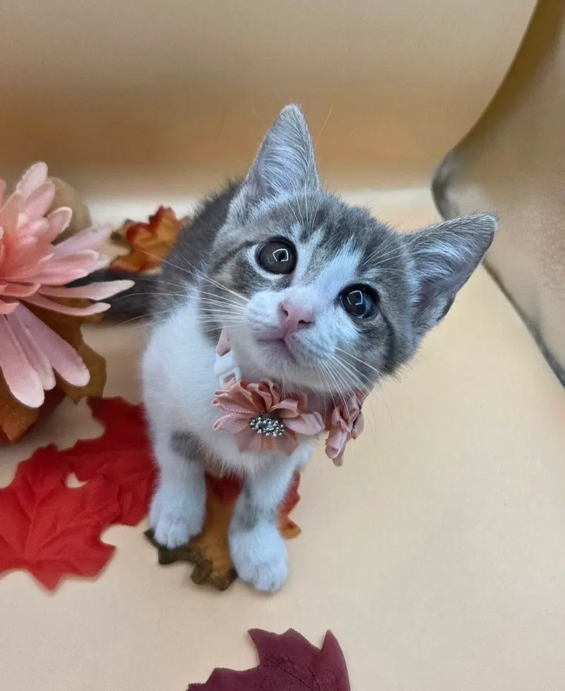 Izzy, a female kitten up for adoption