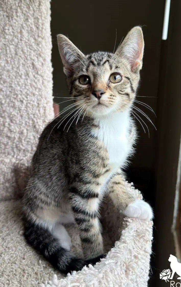 Birch, a male kitten up for adoption