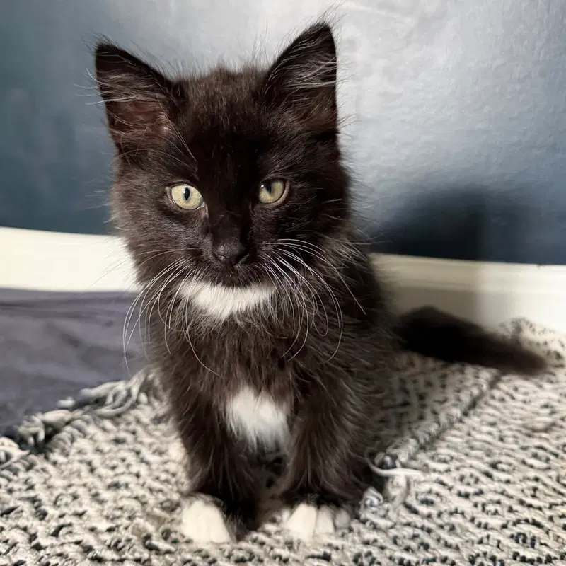Tim Tam, a male kitten up for adoption