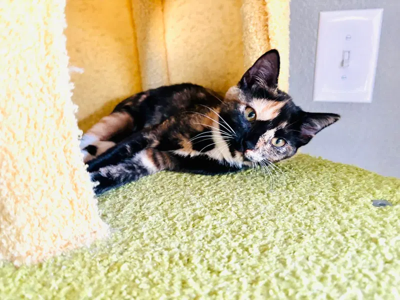 Claire, a female kitten up for adoption