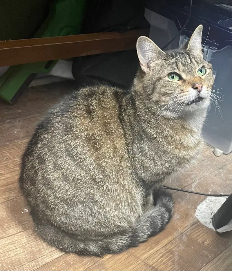 Nami, an adult female cat up for adoption