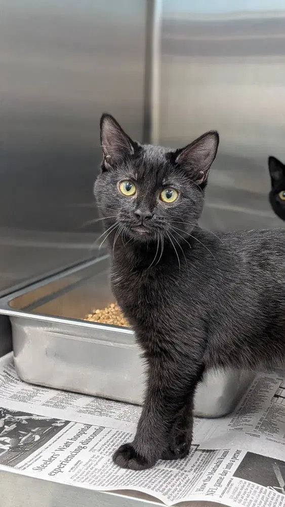 Persis, a female kitten up for adoption