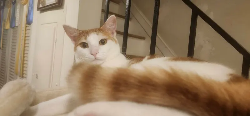 Puma, a young female cat up for adoption