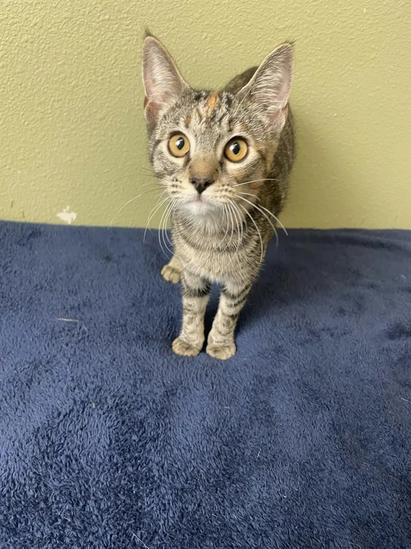 Bon Bon-In Foster, a young female cat up for adoption