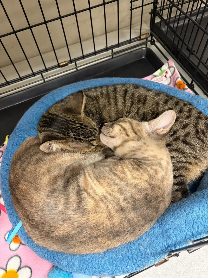 Bunny And Olive, photo 6