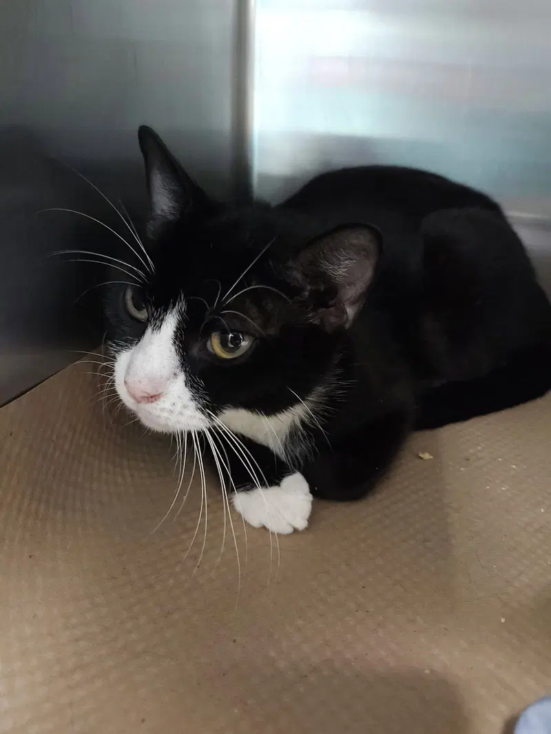 Miyana, an adult female cat up for adoption