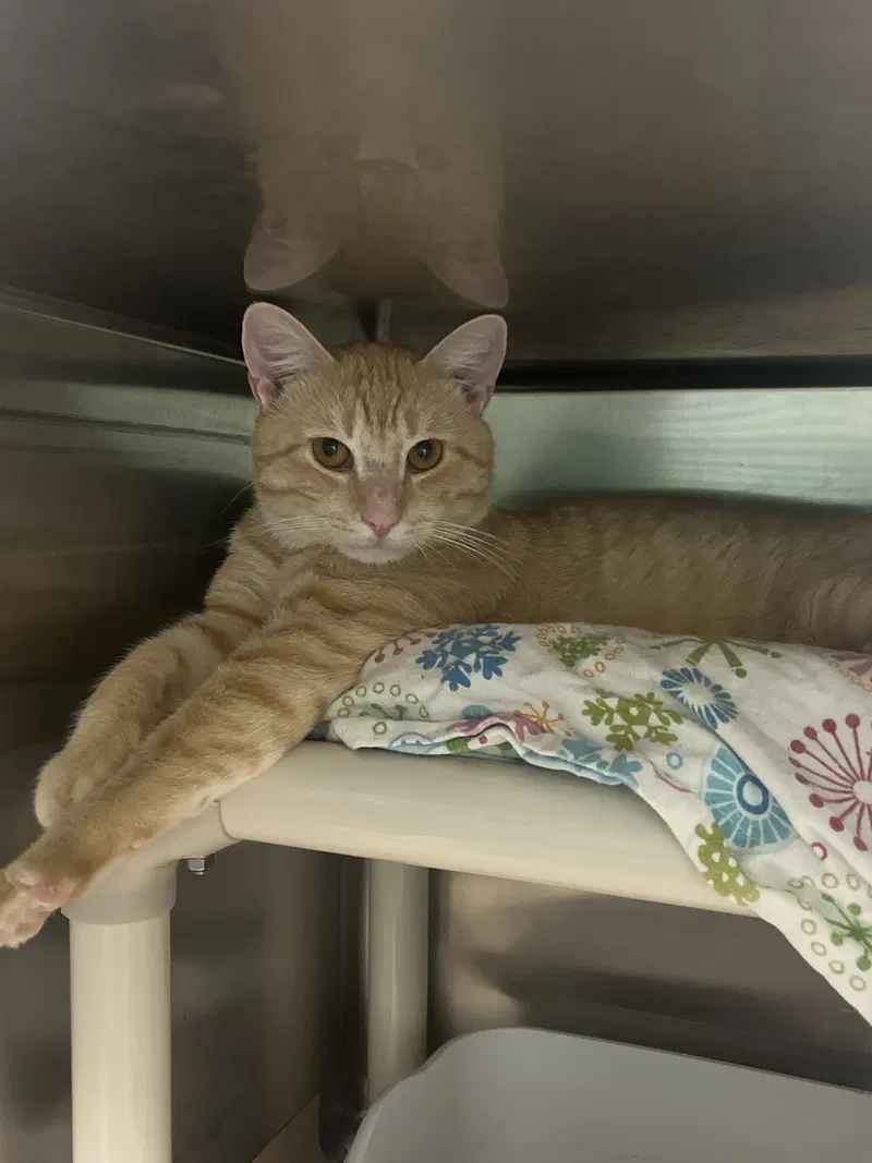 Mac, an adult male cat up for adoption