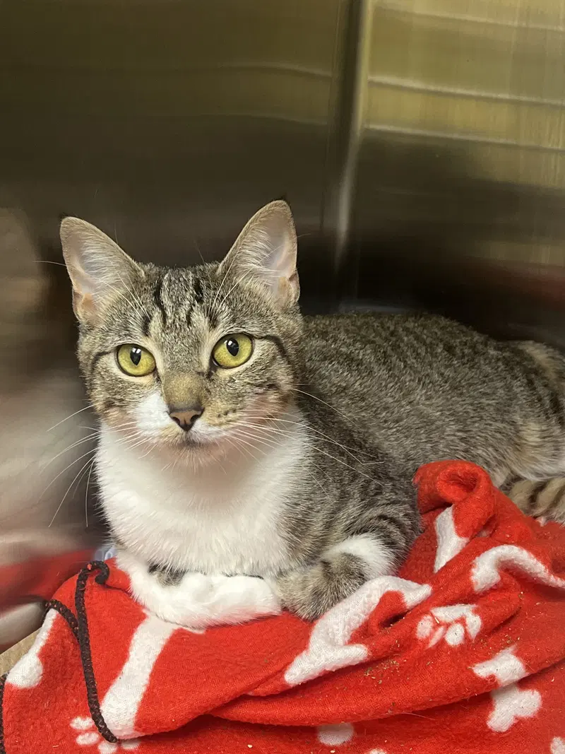 Clara, an adult female cat up for adoption