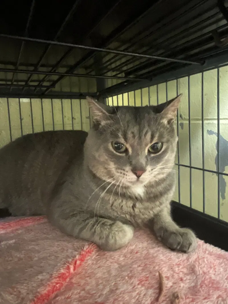 Haze, an adult male cat up for adoption