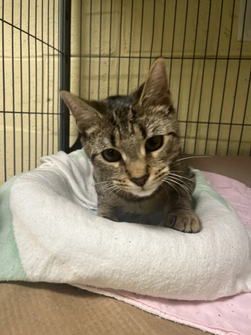 Miso Soup, a female kitten up for adoption