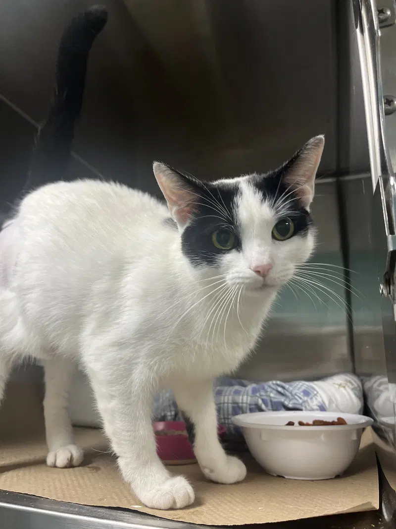 Flower, an adult female cat up for adoption