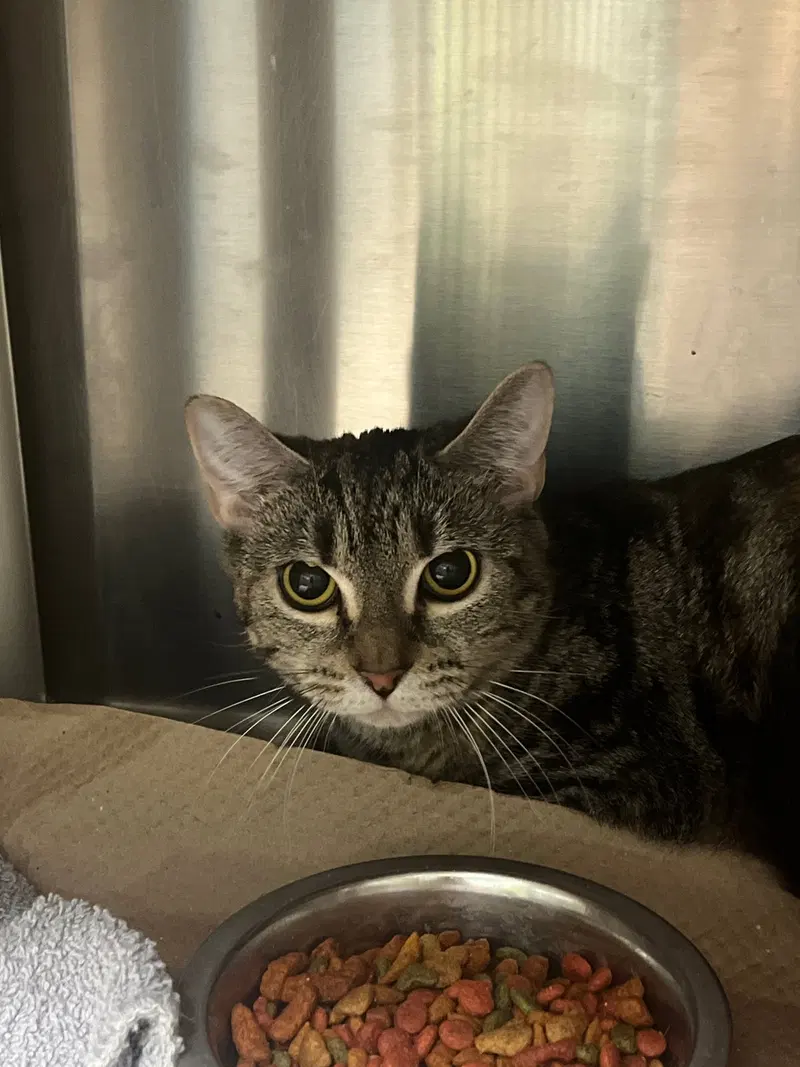 Pipsqueak ( TAS, an adult female cat up for adoption