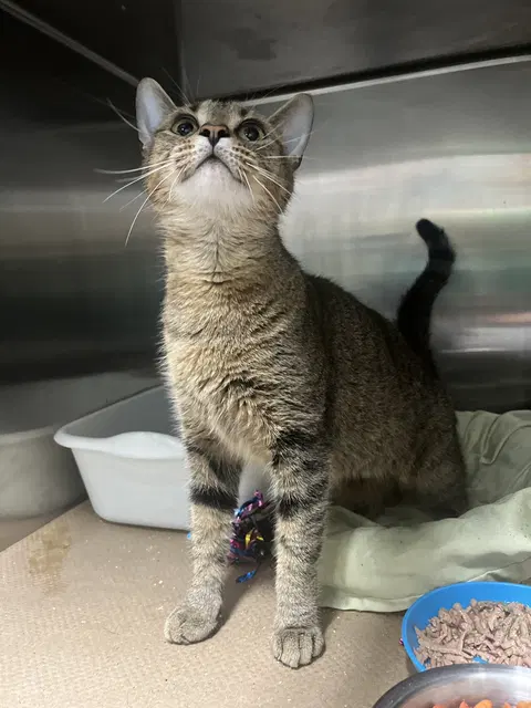 Watch the video of Liberty