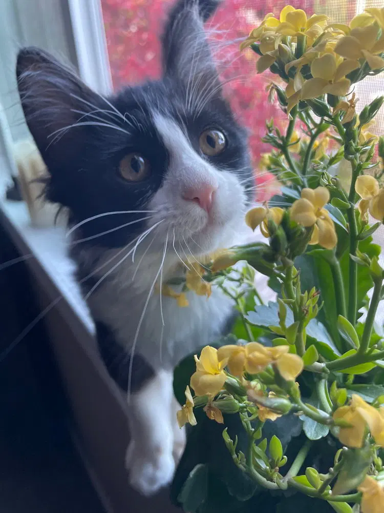 Stark, a male kitten up for adoption
