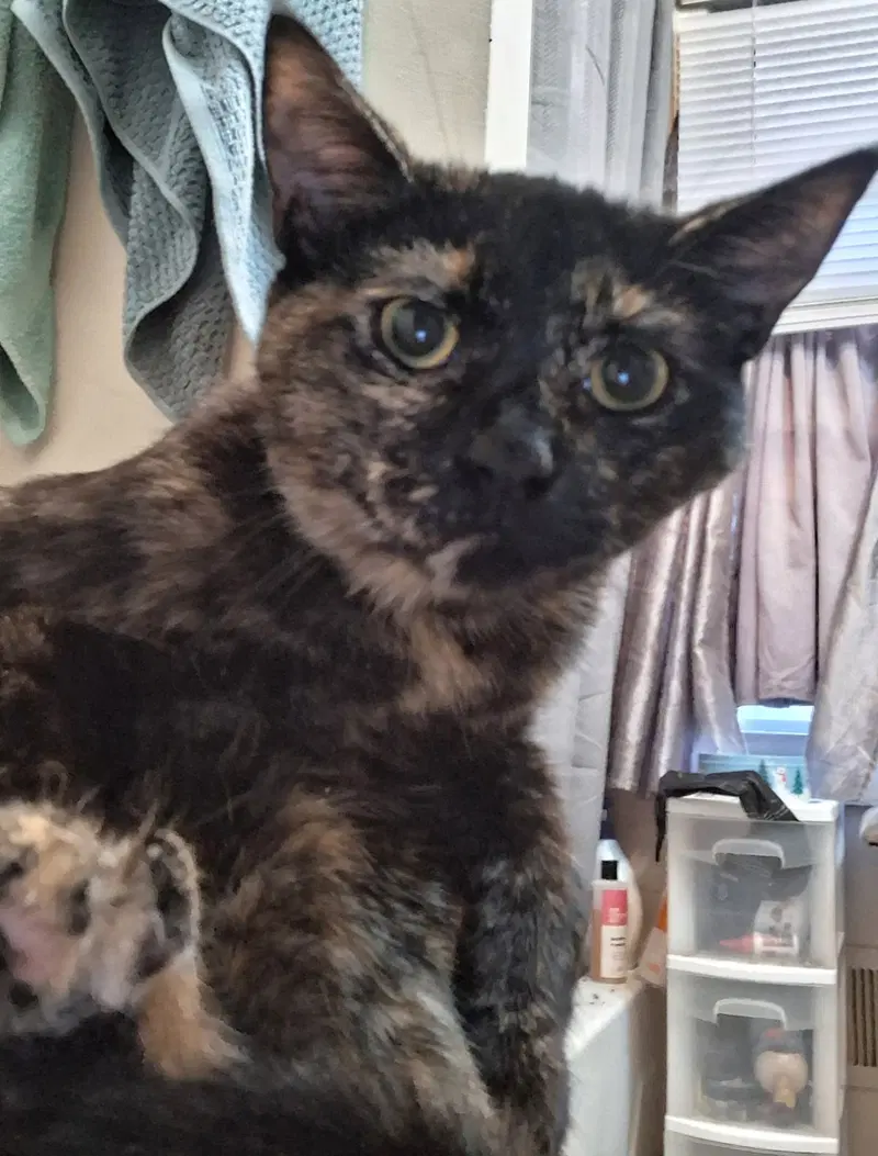 Nintendo, a male kitten up for adoption