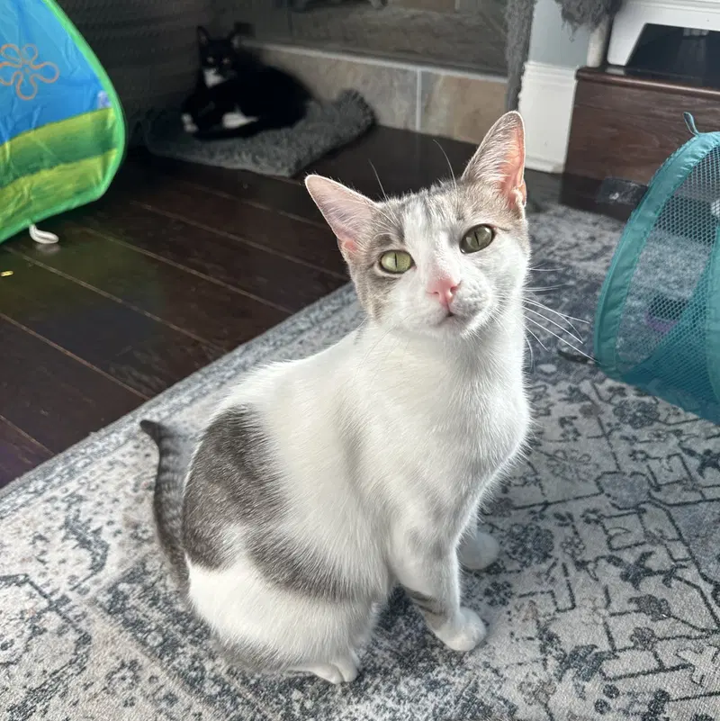 Nina C Ingram, a young female cat up for adoption