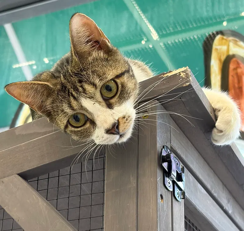 Connor 2.26.26, a young male cat up for adoption