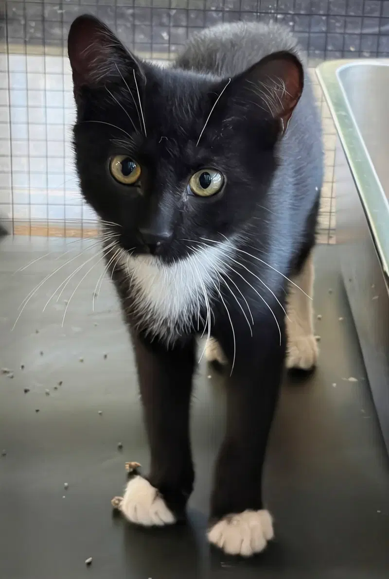 Rigby 8.4.26, a male kitten up for adoption