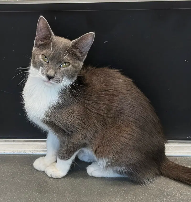 Valerie 5.13.26, a young female cat up for adoption