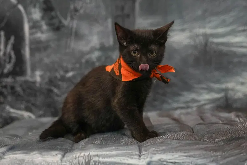 Zombie, a female kitten up for adoption