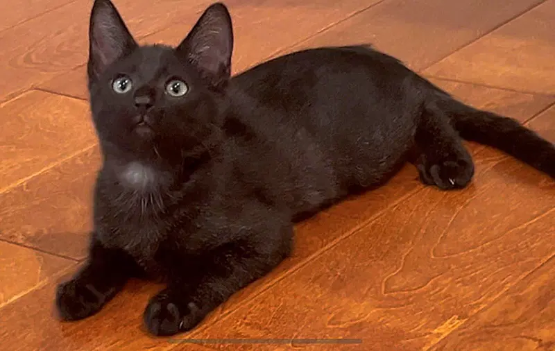 Kitten Pumpkaboo, a male kitten up for adoption