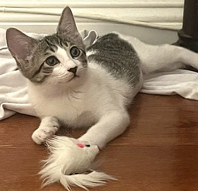 Kitten Popplio, a female kitten up for adoption