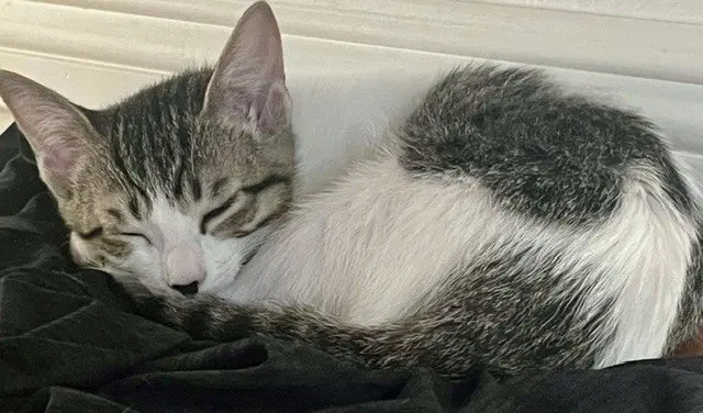 Kitten Popplio, photo 2