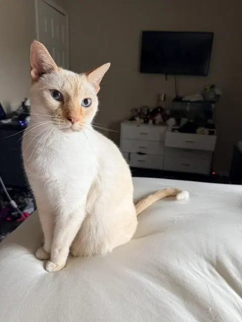 Baymax, an adult male Siamese cat up for adoption