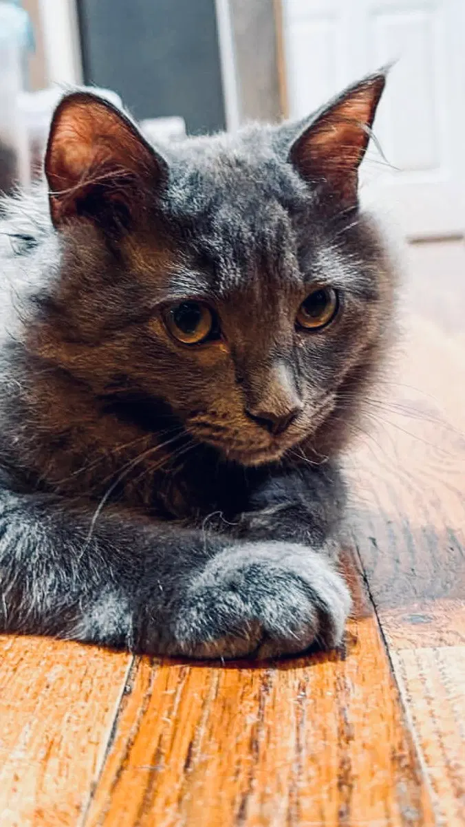 Spritz, a female American Shorthair cat up for adoption
