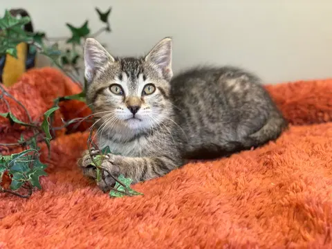 Watch the video of Toby