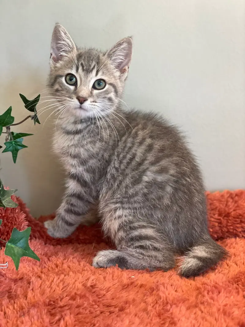 Roo, a male Manx kitten up for adoption
