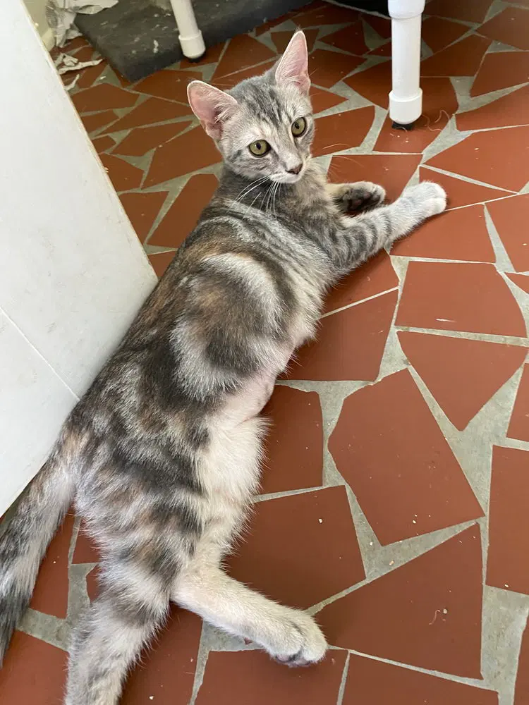 Marble, photo 3