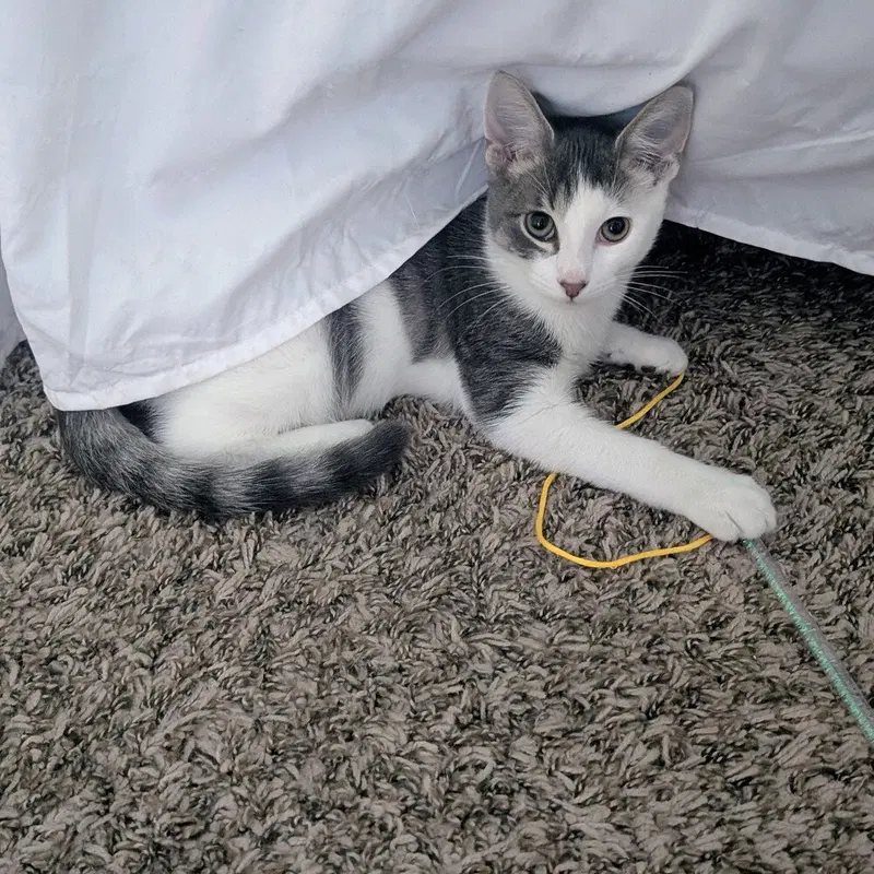 Borrby, a male kitten up for adoption
