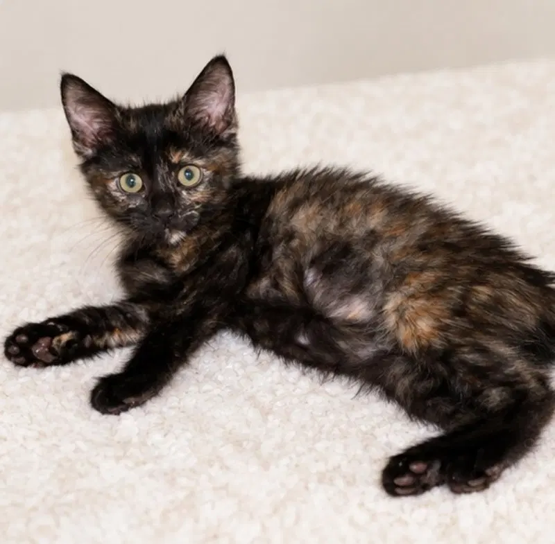 Iskra, a female Tortoiseshell cat up for adoption