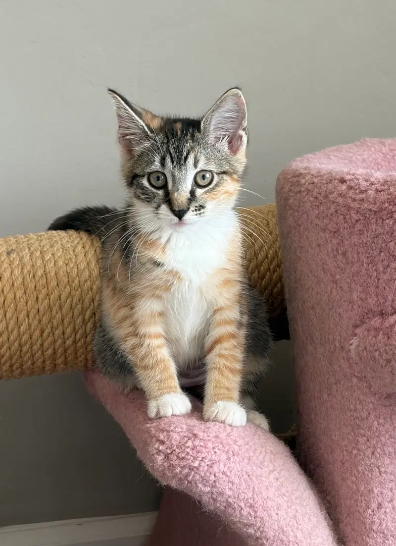 Shogunyan, a female kitten up for adoption