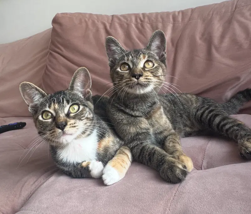 Cucumber & Crouton, female kittens up for adoption