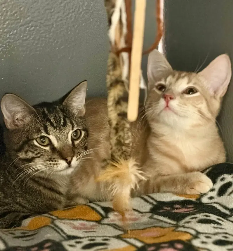 Sir Stripes, photo 5