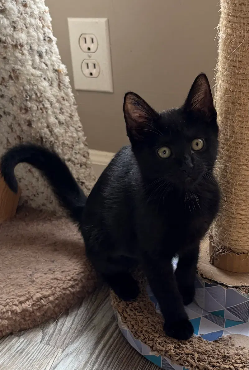 Darknyan, a female kitten up for adoption