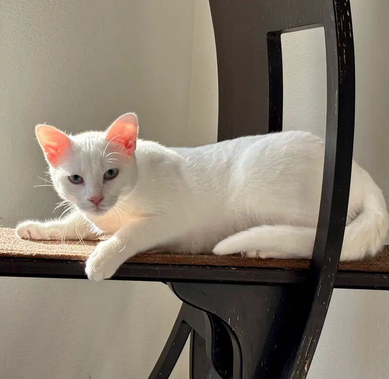 Alexis, photo 2