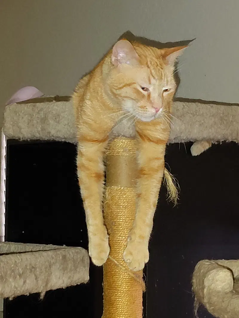 Cheetoh, photo 3