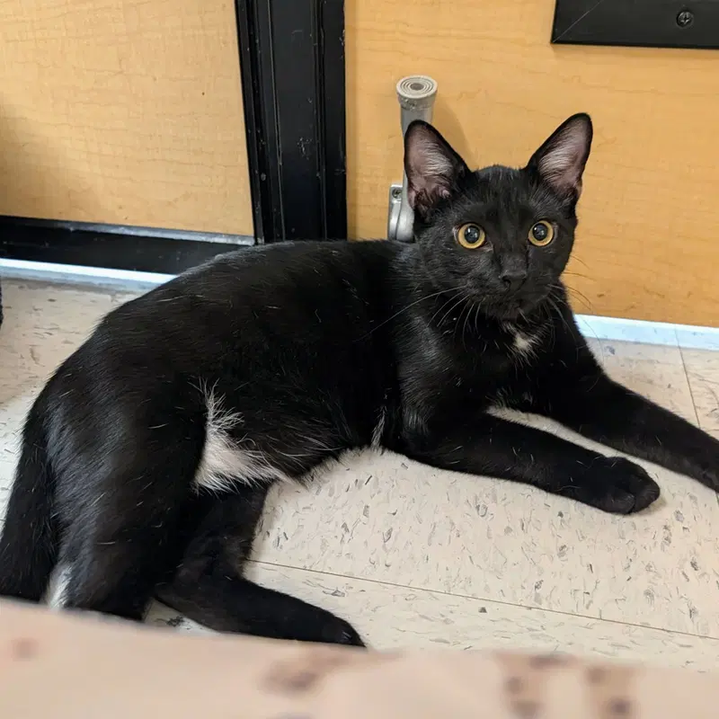 Jett, a male kitten up for adoption