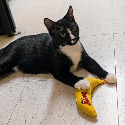 Watch the video of Tuck