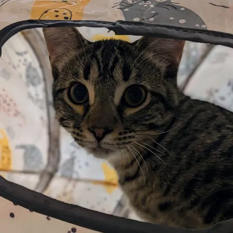 Watch the video of Hudson
