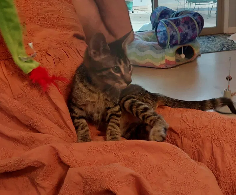 Pepe, up for adoption near Windcrest, TX