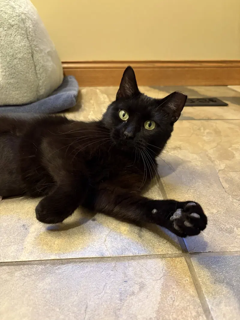Stella, an adult female cat up for adoption