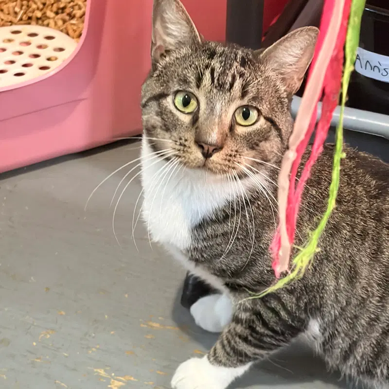 Trevor, an adult male cat up for adoption
